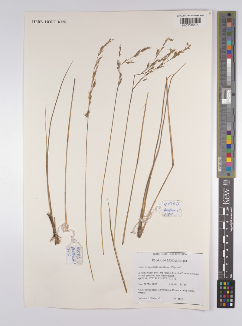 Alloeochaete namuliensis photo 2