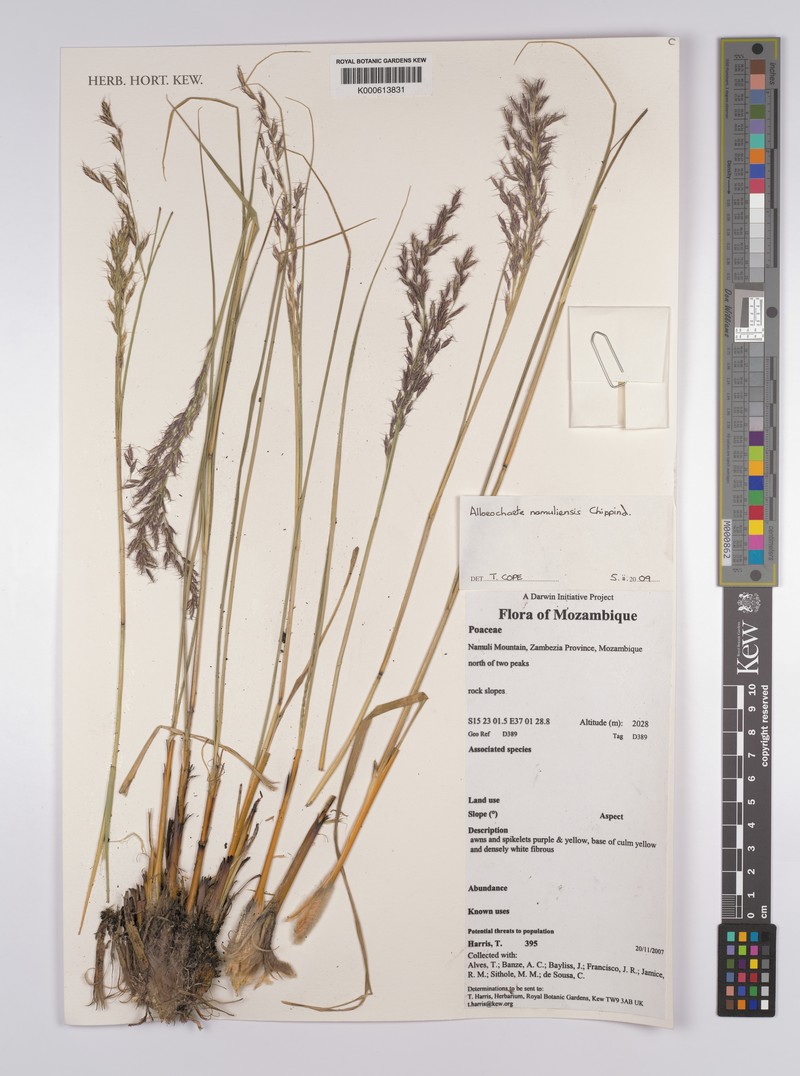 Alloeochaete namuliensis photo 3