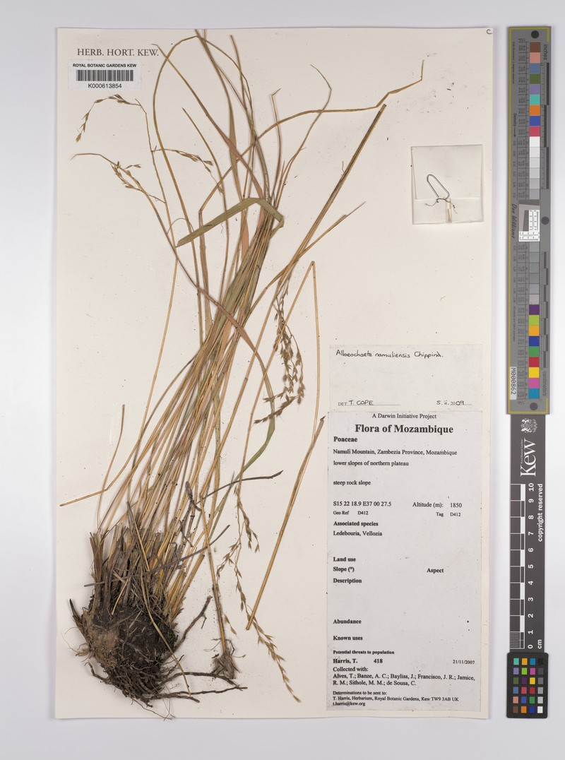 Alloeochaete namuliensis photo 4