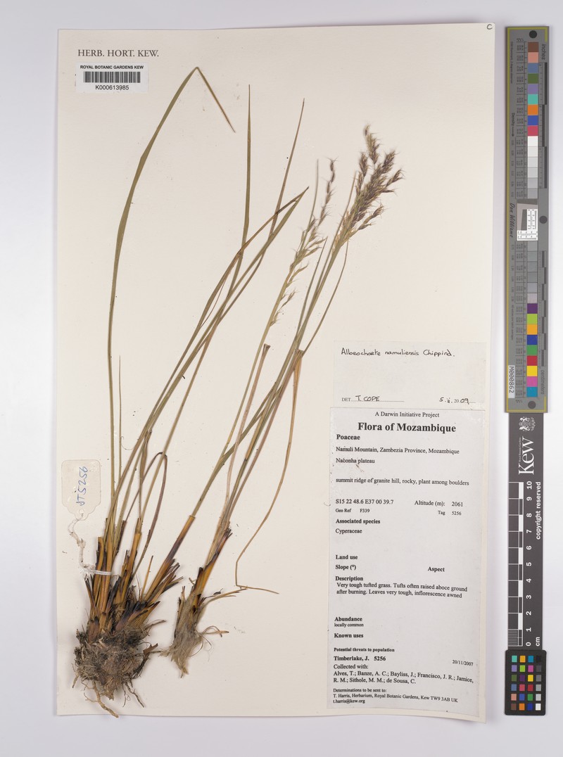 Alloeochaete namuliensis photo 5