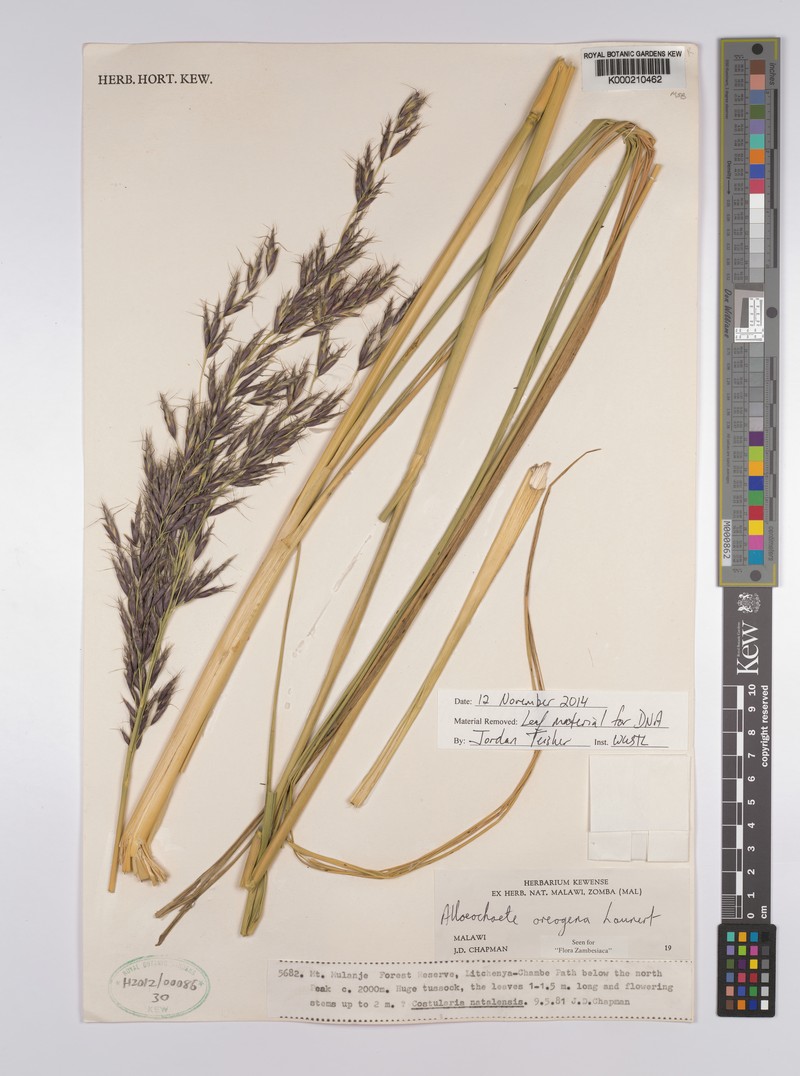 Alloeochaete oreogena