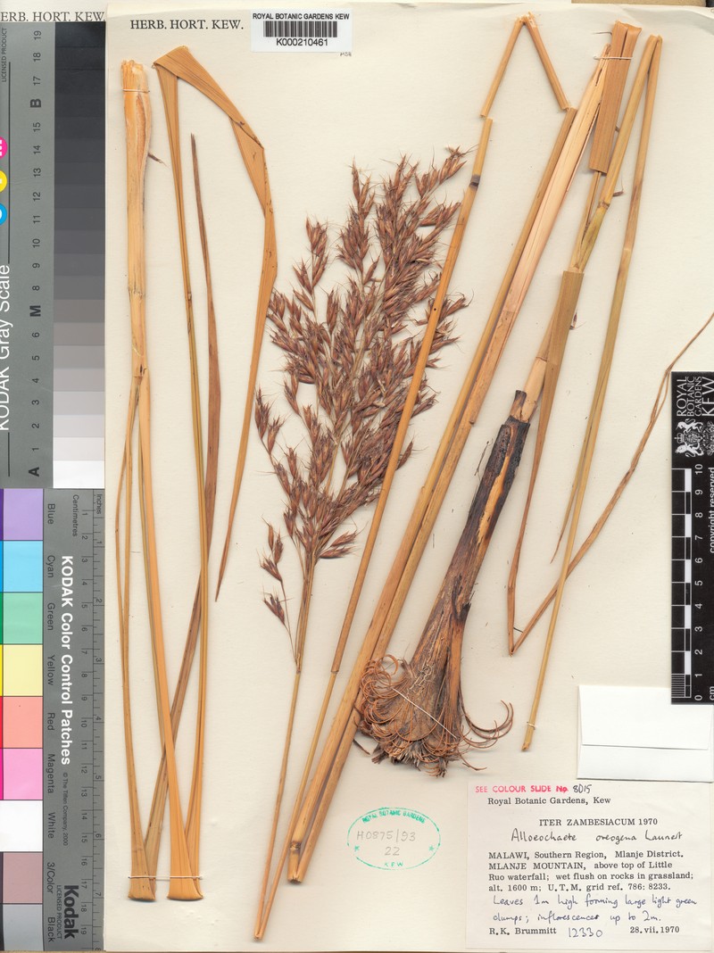 Alloeochaete oreogena photo 2