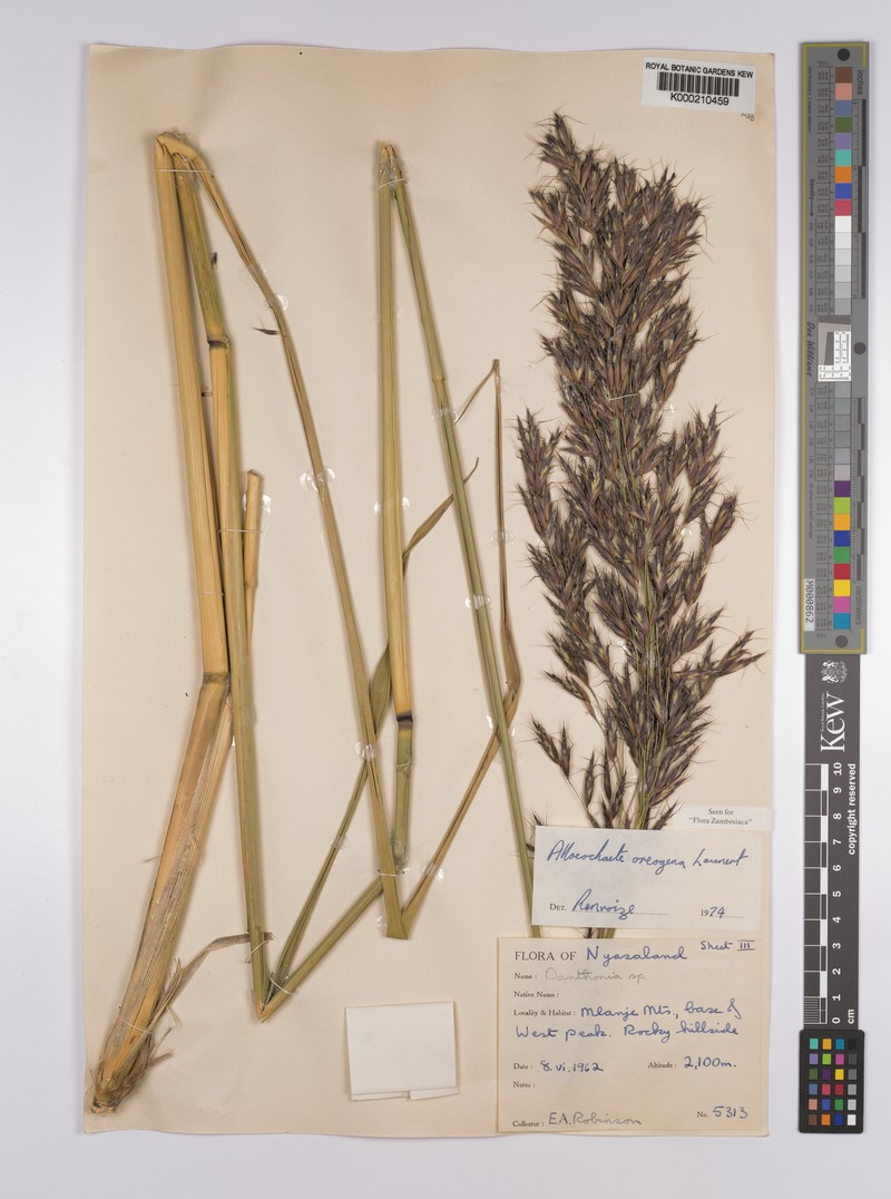 Alloeochaete oreogena photo 3