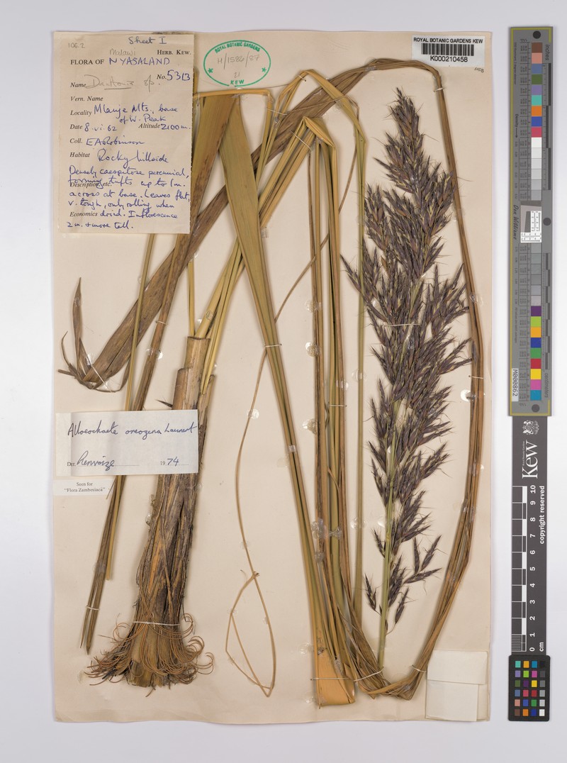 Alloeochaete oreogena photo 4