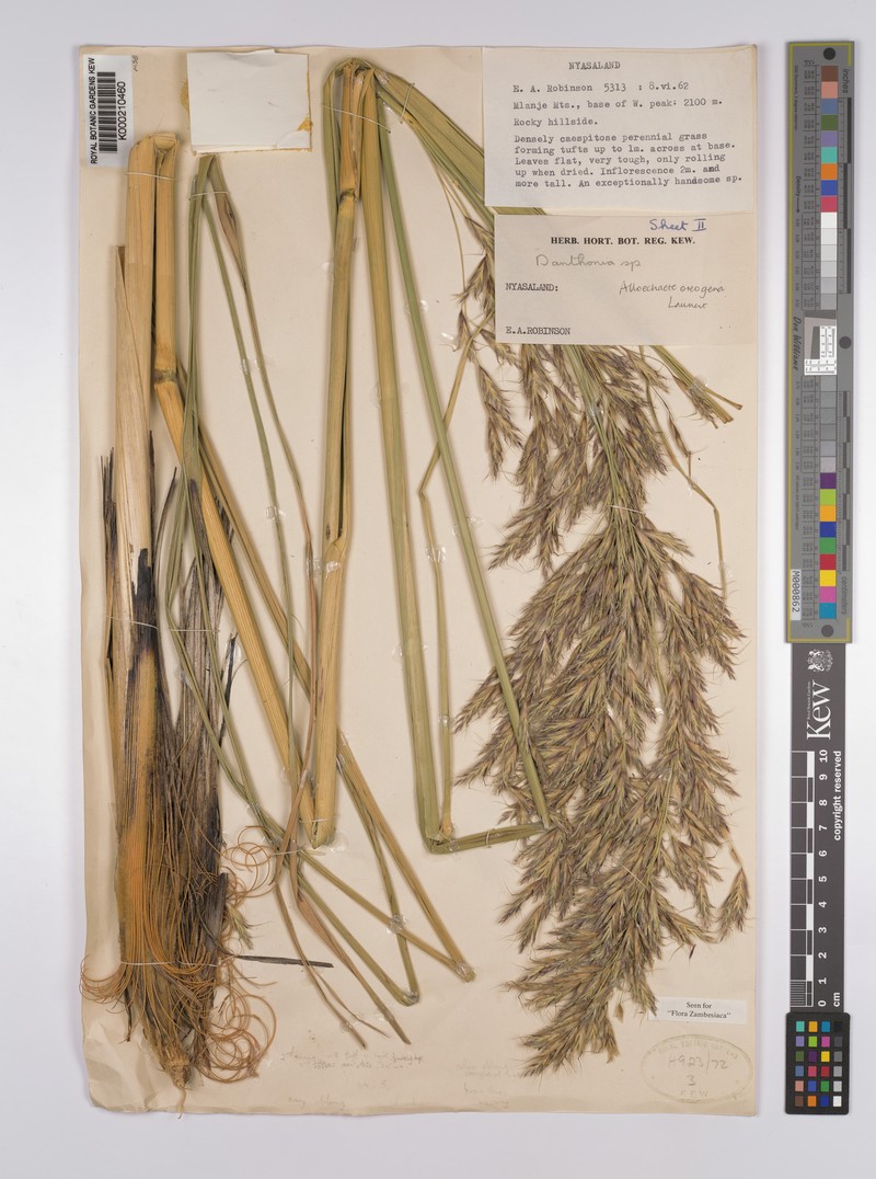 Alloeochaete oreogena photo 5