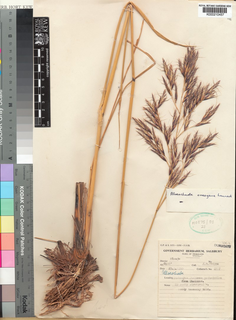 Alloeochaete oreogena photo 6