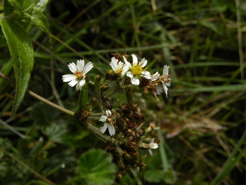 Alloispermum caracasanum