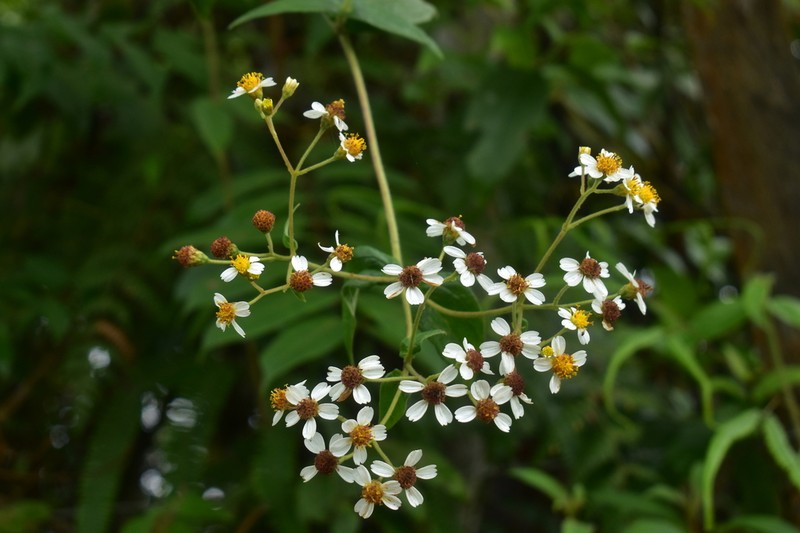 Alloispermum caracasanum photo 3