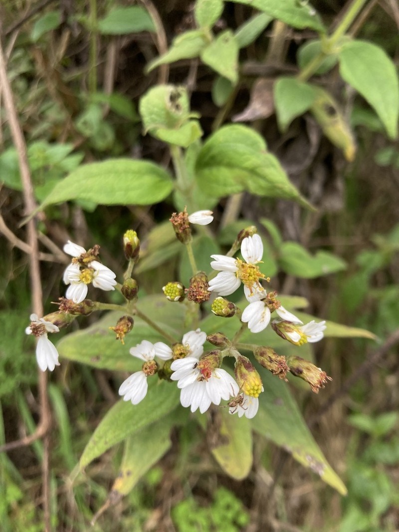 Alloispermum caracasanum photo 4