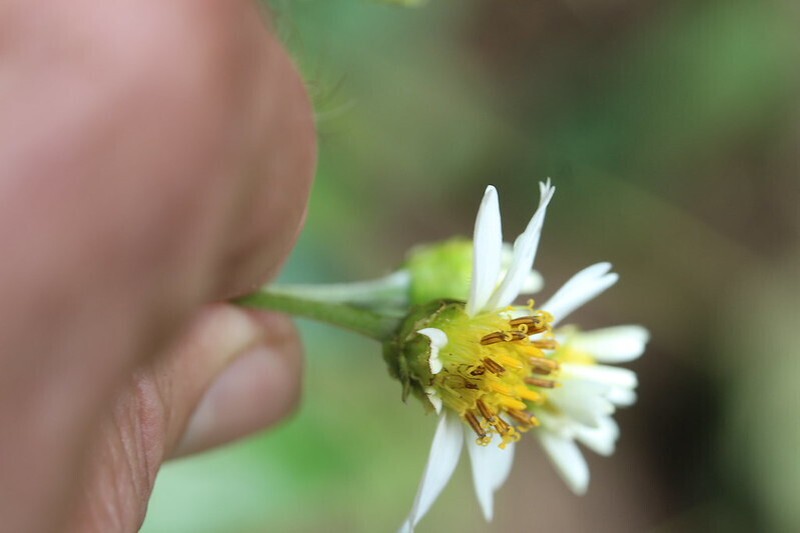 Alloispermum caracasanum photo 5