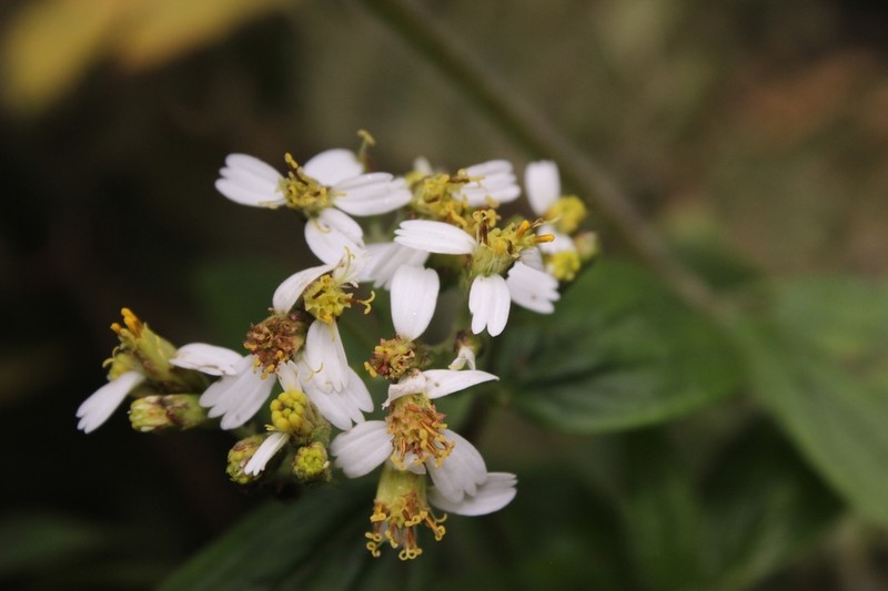 Alloispermum caracasanum photo 7