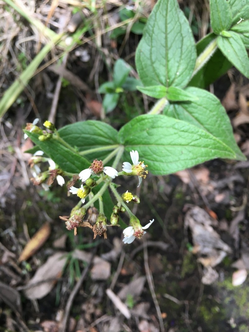 Alloispermum caracasanum photo 8