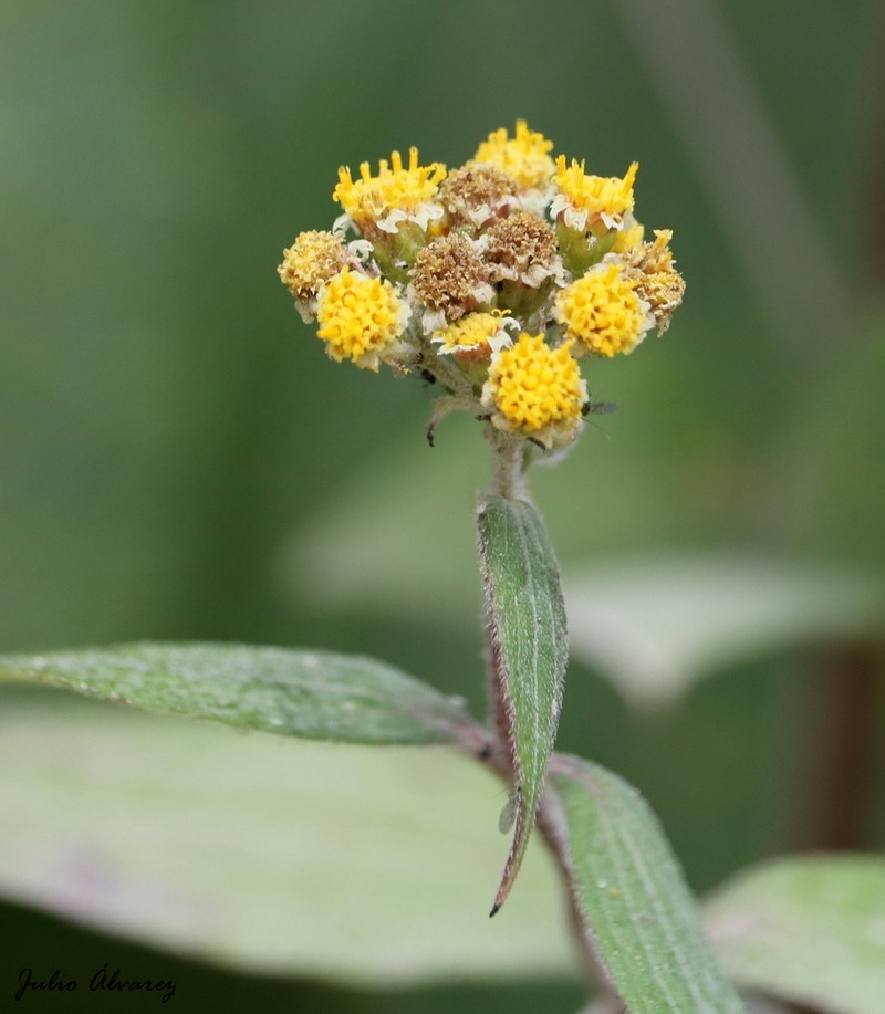 Alloispermum colimense