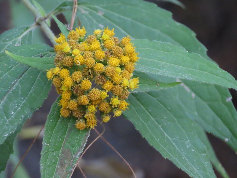Alloispermum colimense photo 2