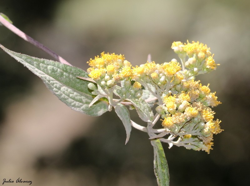 Alloispermum colimense photo 3
