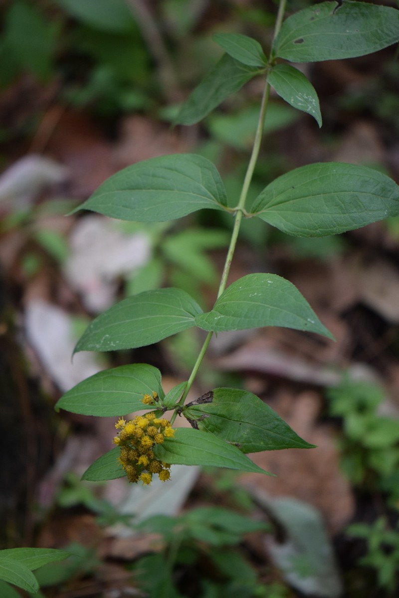 Alloispermum colimense photo 4