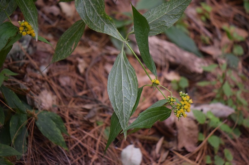Alloispermum colimense photo 5
