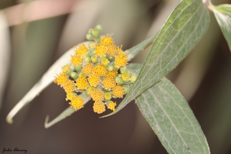 Alloispermum colimense photo 6