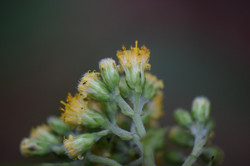 Alloispermum colimense photo 8