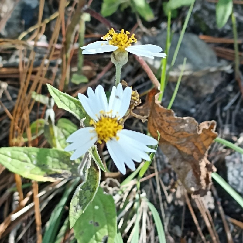 Alloispermum gonzaleziae
