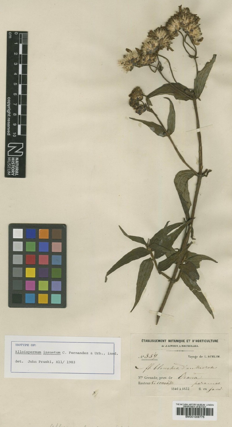 Alloispermum insuetum