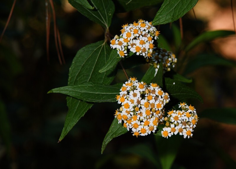 Alloispermum integrifolium