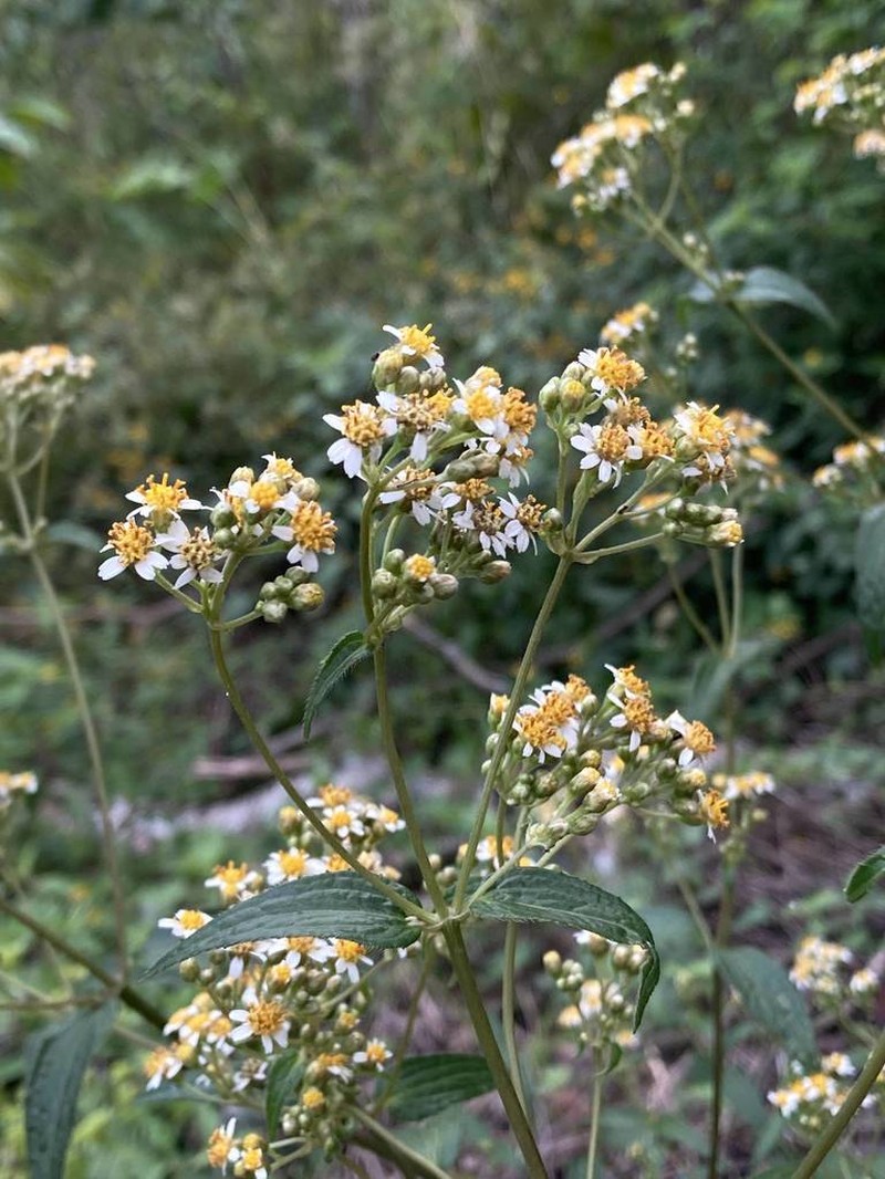Alloispermum integrifolium photo 2