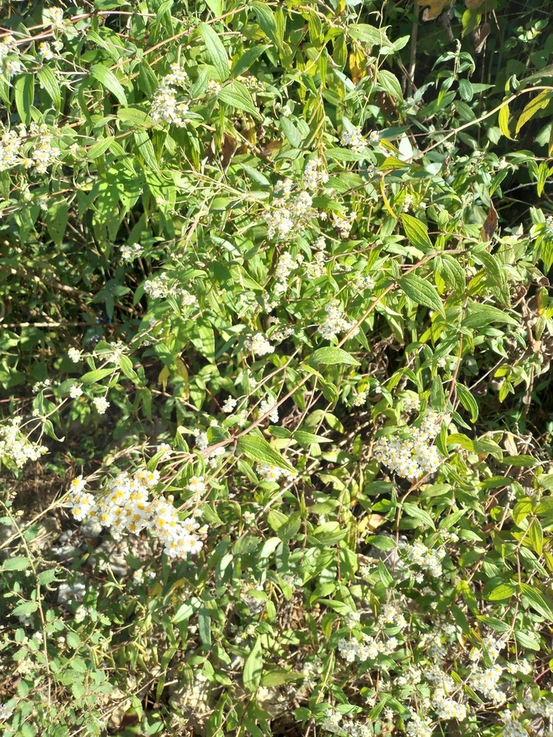 Alloispermum integrifolium photo 3