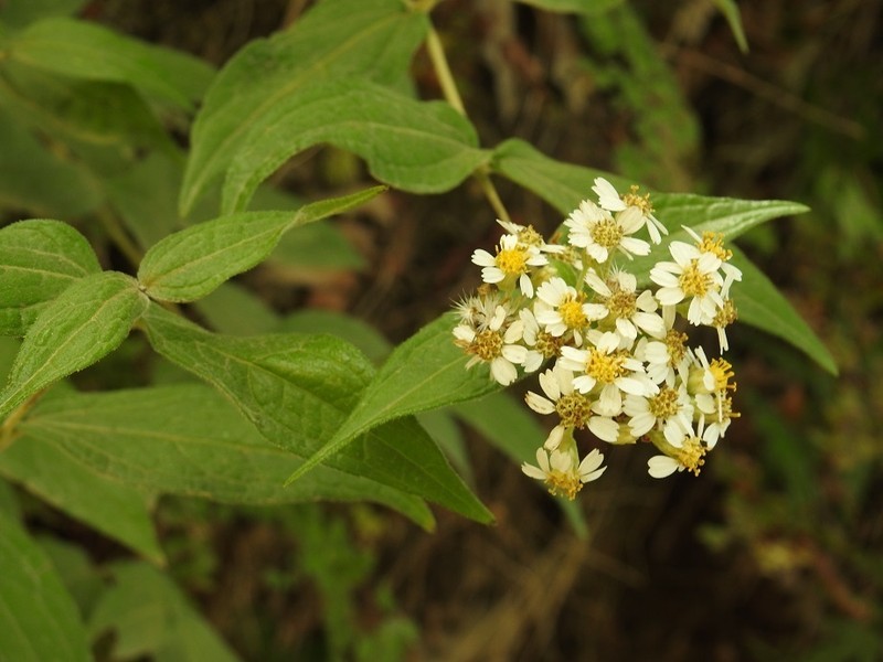 Alloispermum integrifolium photo 4