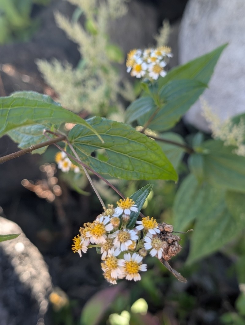 Alloispermum integrifolium photo 5