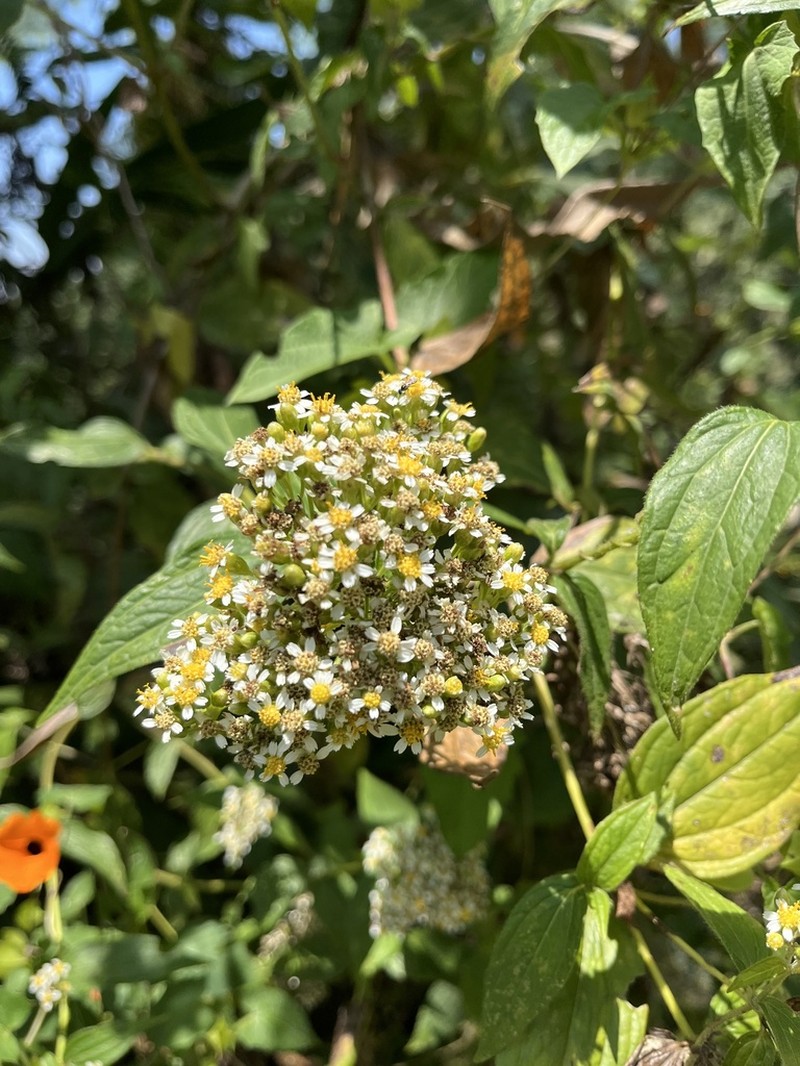 Alloispermum integrifolium photo 6