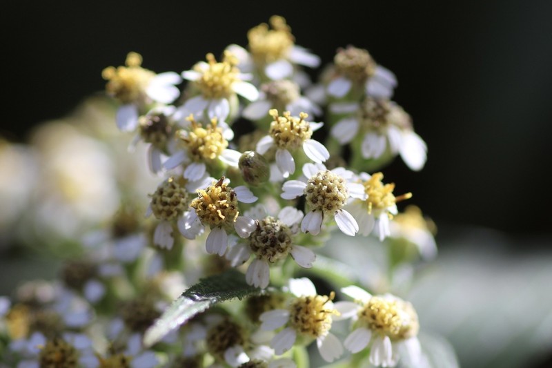 Alloispermum integrifolium photo 7