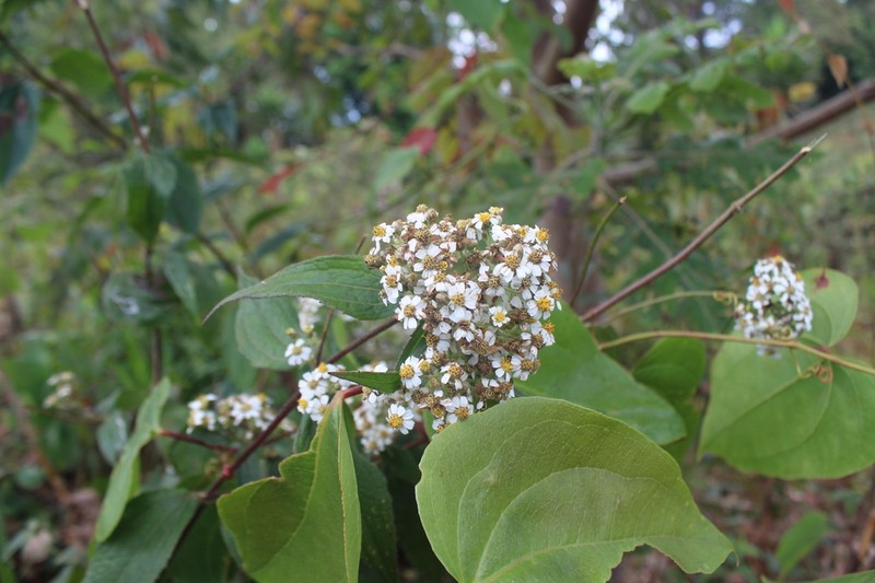 Alloispermum integrifolium photo 8