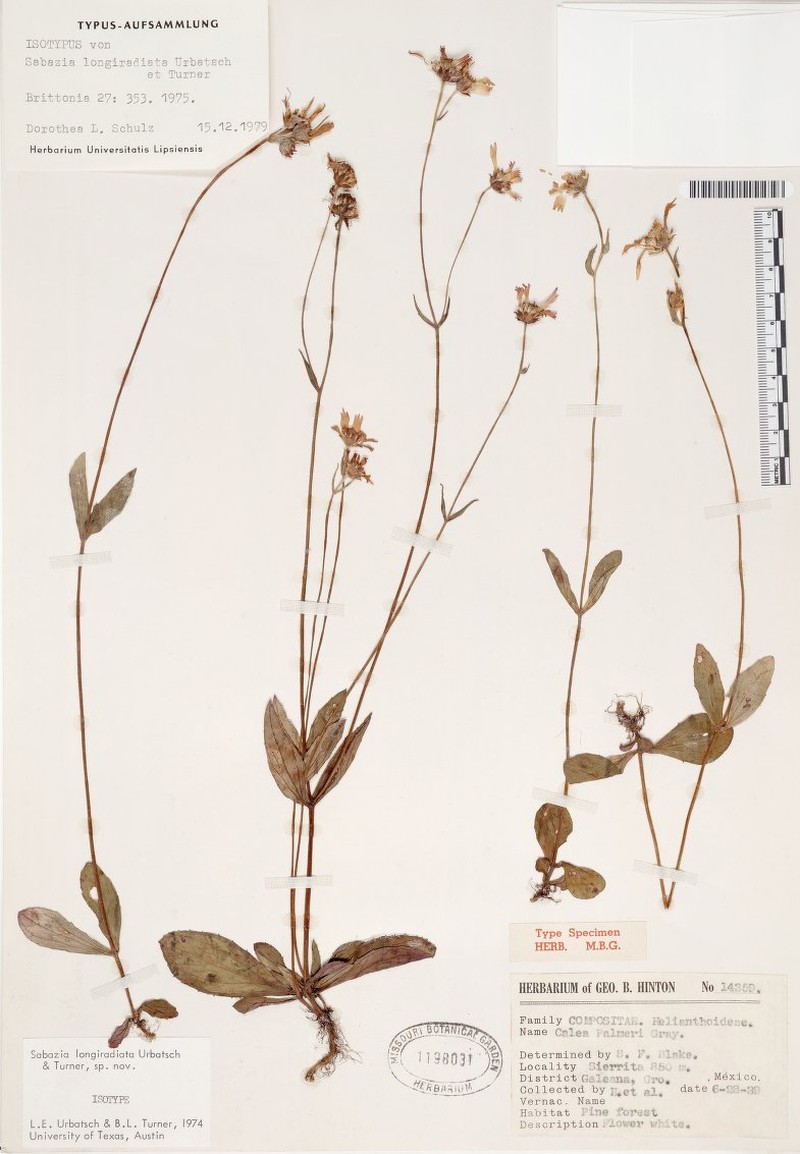 Alloispermum longiradiatum photo 2