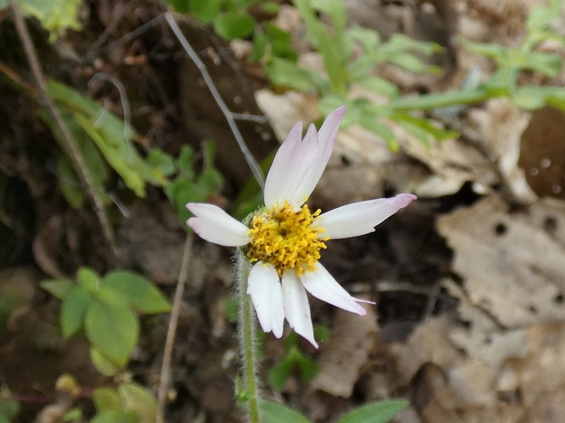 Alloispermum longiradiatum