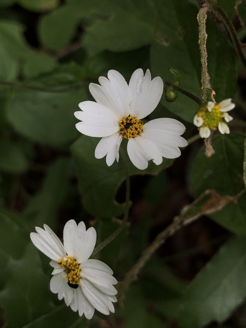 Alloispermum michoacanum photo 2