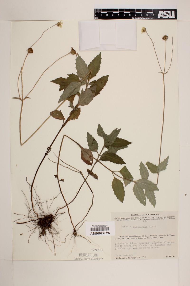 Alloispermum michoacanum photo 4