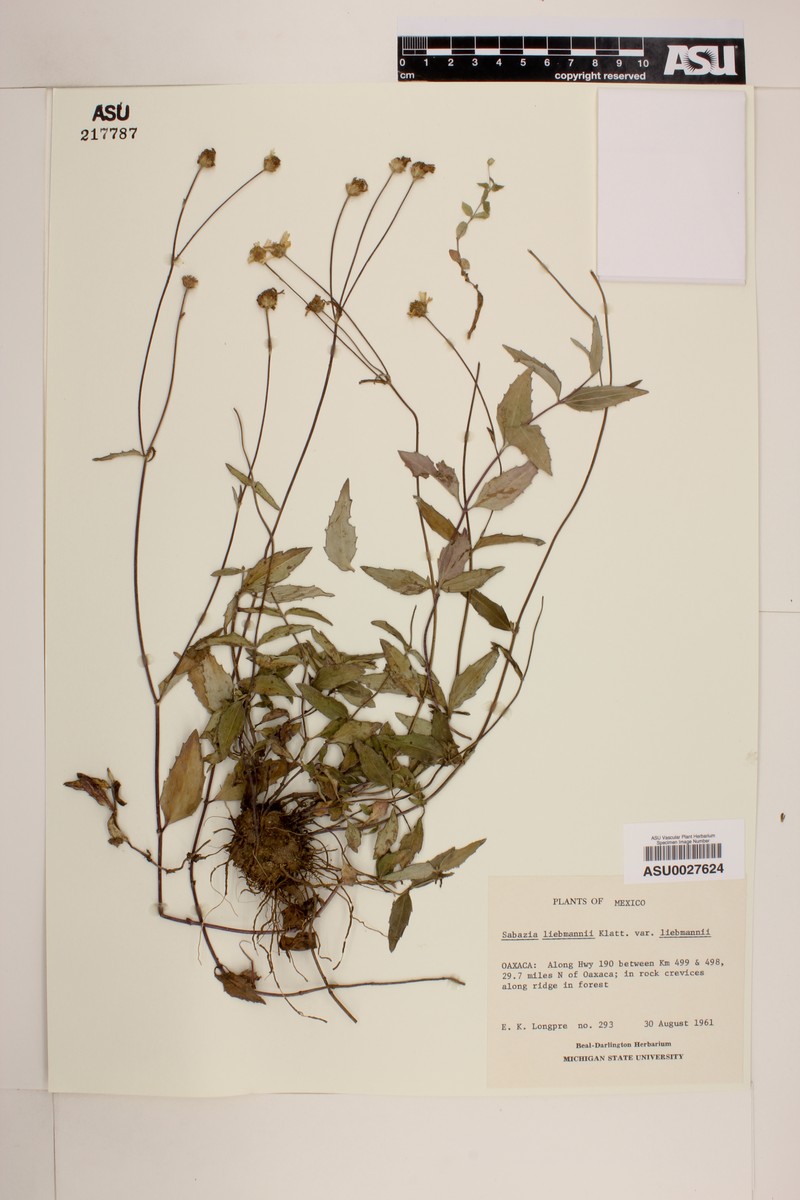Alloispermum michoacanum photo 5