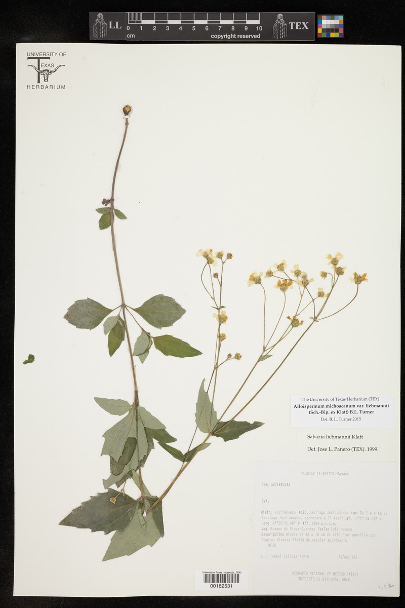 Alloispermum michoacanum var. liebmannii