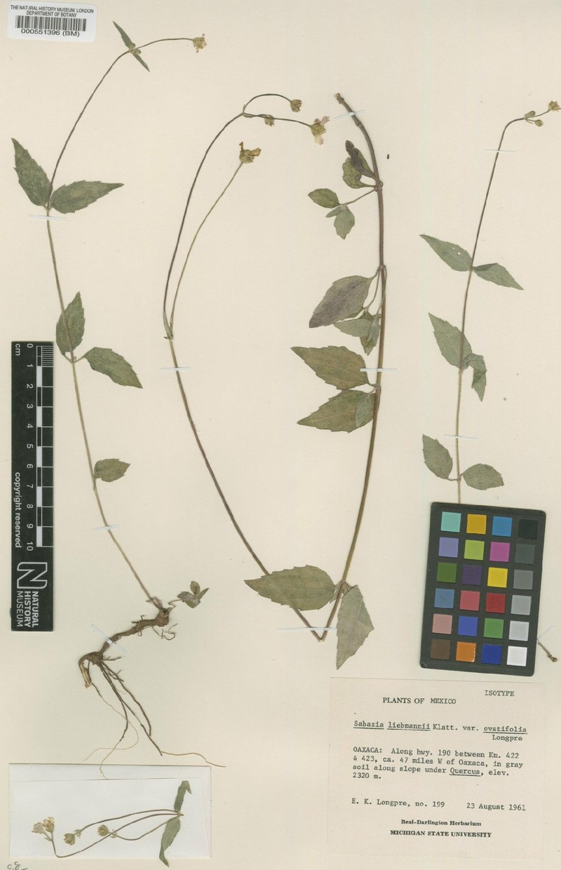 Alloispermum michoacanum var. liebmannii photo 3