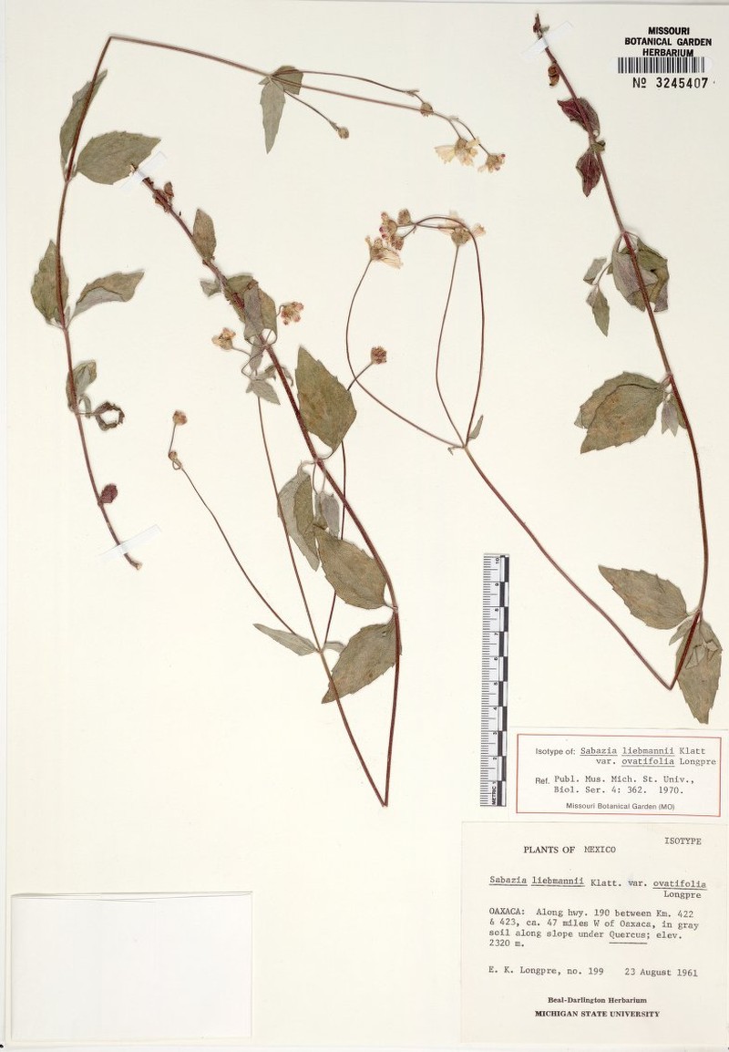 Alloispermum michoacanum var. liebmannii photo 4