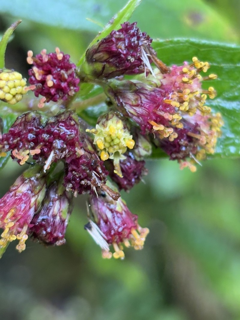 Alloispermum pachensis photo 2