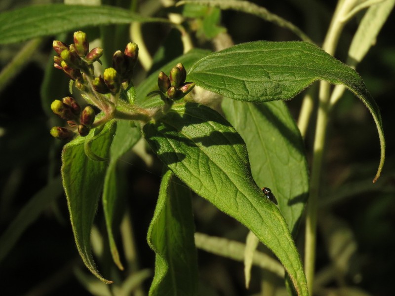 Alloispermum pachensis photo 3
