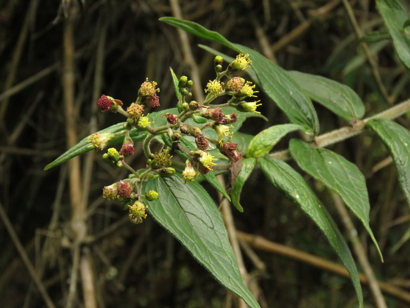 Alloispermum pachensis photo 4