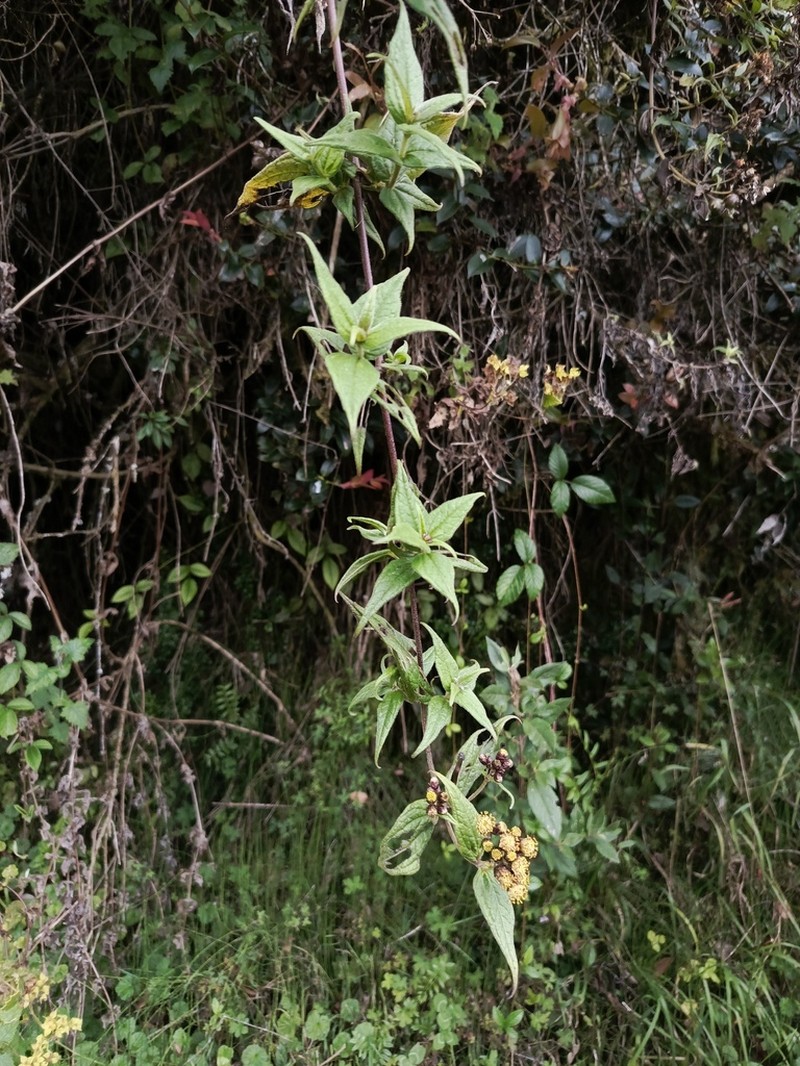 Alloispermum pachensis photo 5