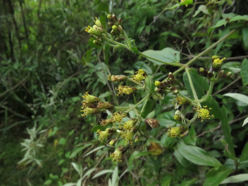 Alloispermum pachensis photo 6