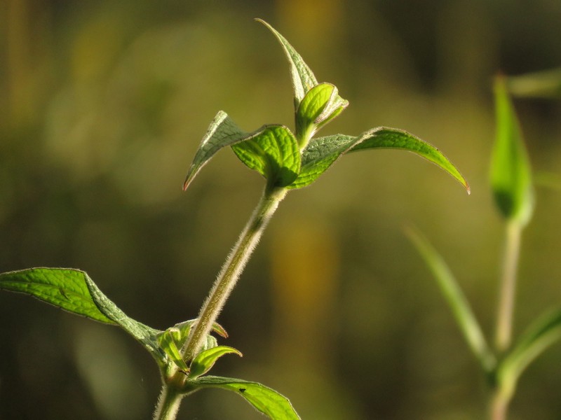 Alloispermum pachensis photo 7