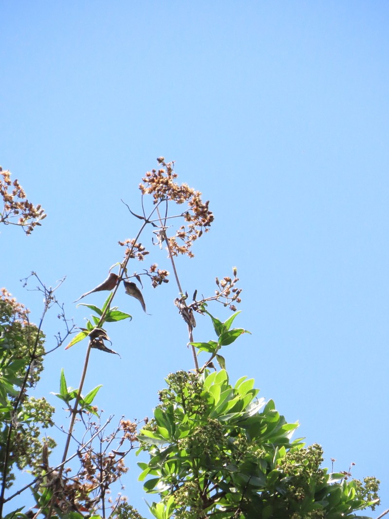 Alloispermum pachensis photo 8