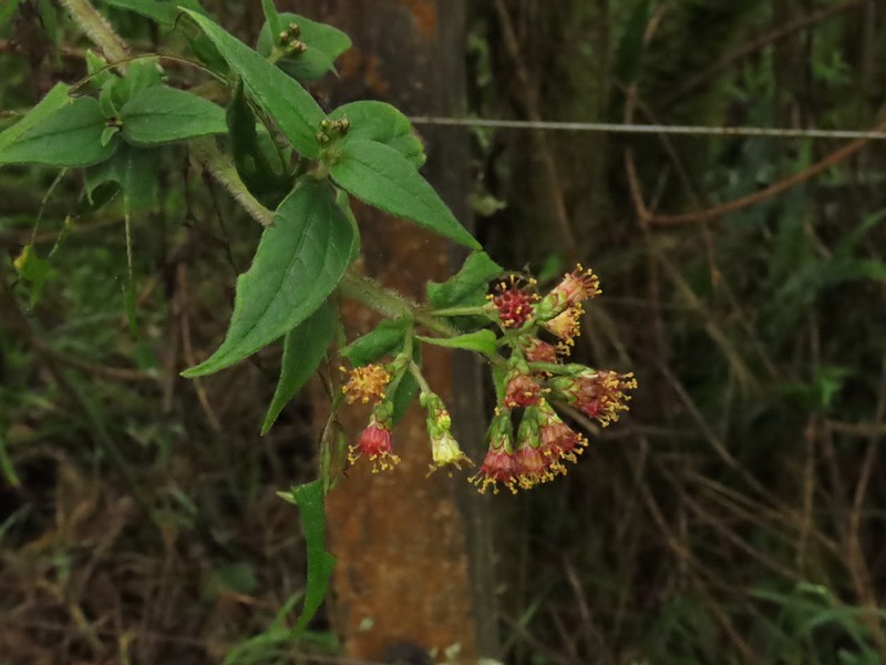 Alloispermum pachensis