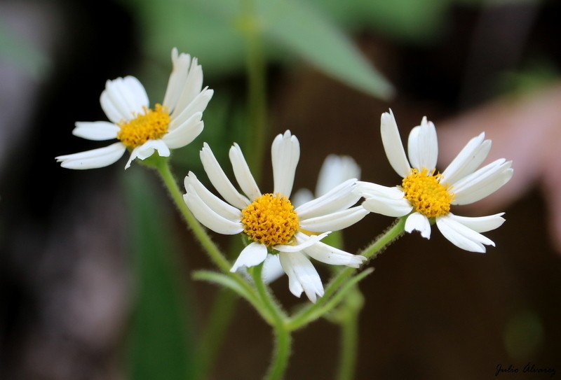 Alloispermum palmeri